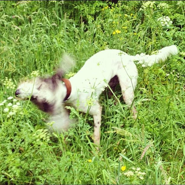 Dog Photograph - #wetdog #lurcher #dog by Fay Pead