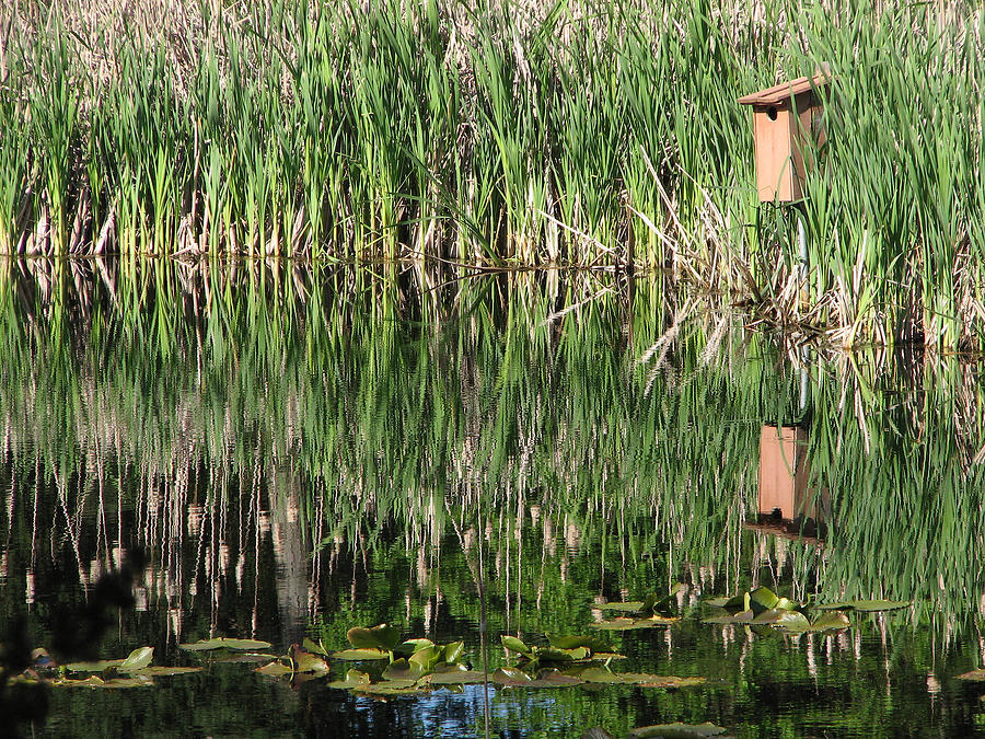Wetland Reflections Photograph by Chris Anderson