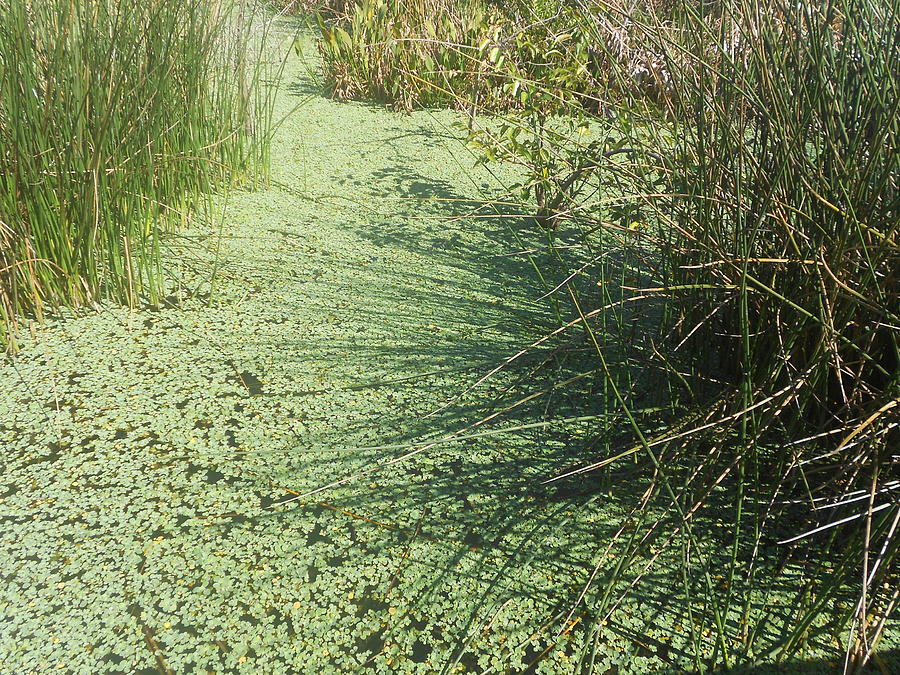 Wetland Shadows Photograph by Sheila Silverstein