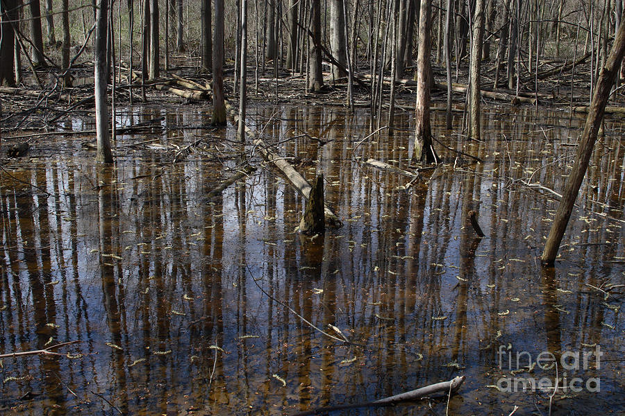 Wetland Swamp In Spring Photograph by Ted Kinsman