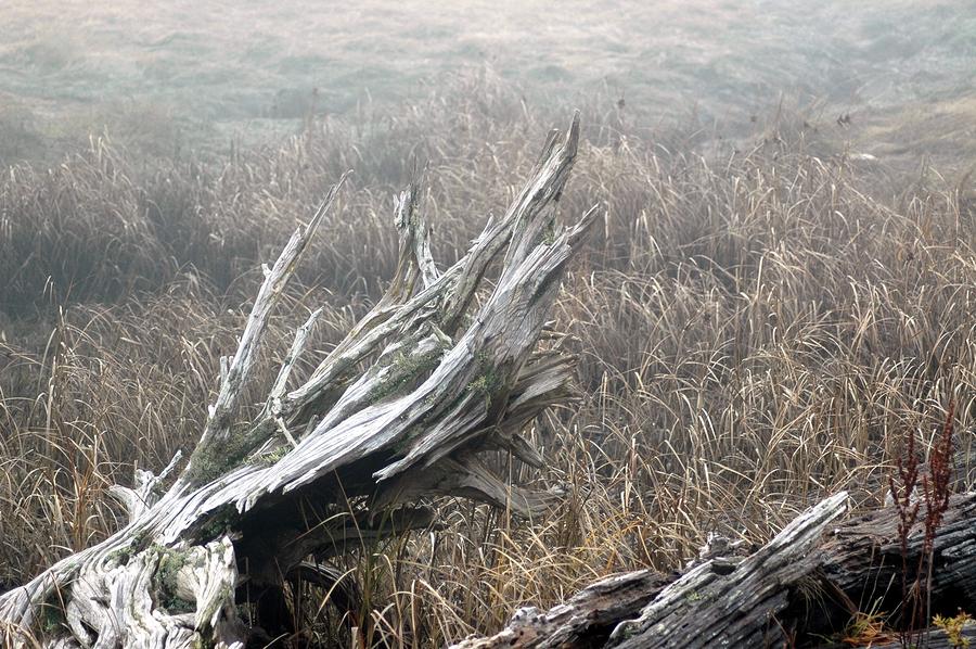 Wetlands Driftwood Photograph by Wanda Jesfield