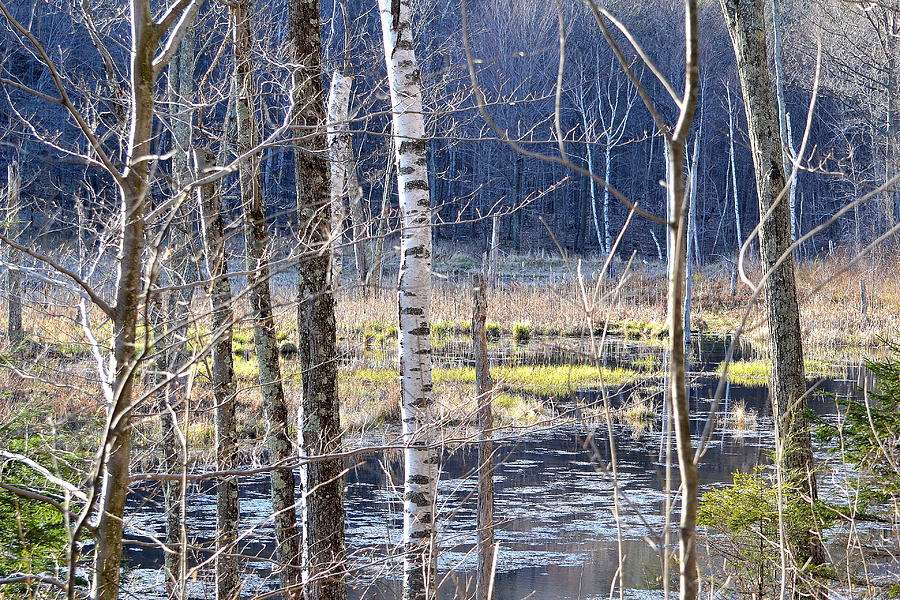 Wetlands Photograph by Lisa Jaworski - Fine Art America