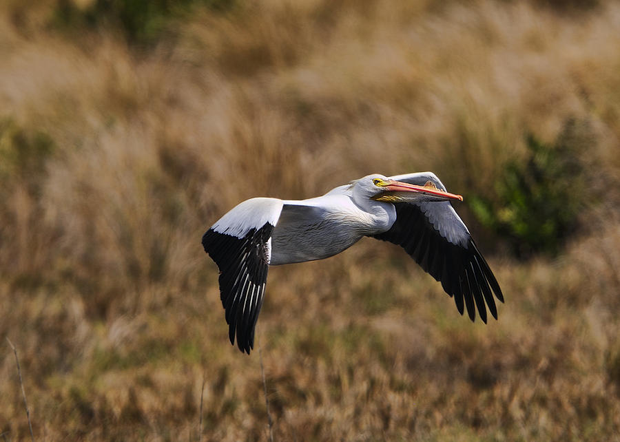 Wetlands White Pelican Photograph by Bill Dodsworth