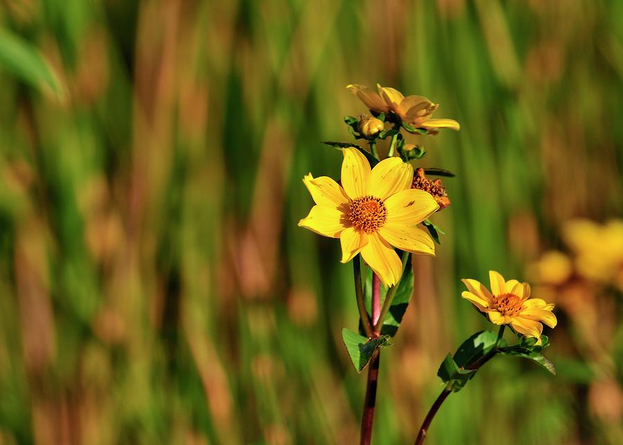 Wetlands Wildflowers Photograph by Bill Dodsworth