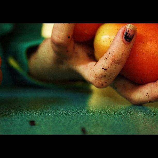 Tomato Photograph - #wfmearth #tomato #vegetablegarden by Morgan M