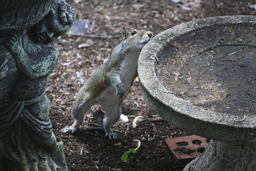 Squirrel Photograph - Whadaya Mean There Is No Water by Teresa Mucha