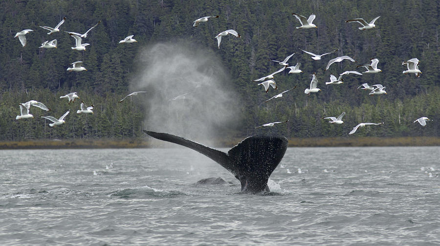 Whale Photograph - Whale 1277 Chilkat Channel by Nathan Mccreery