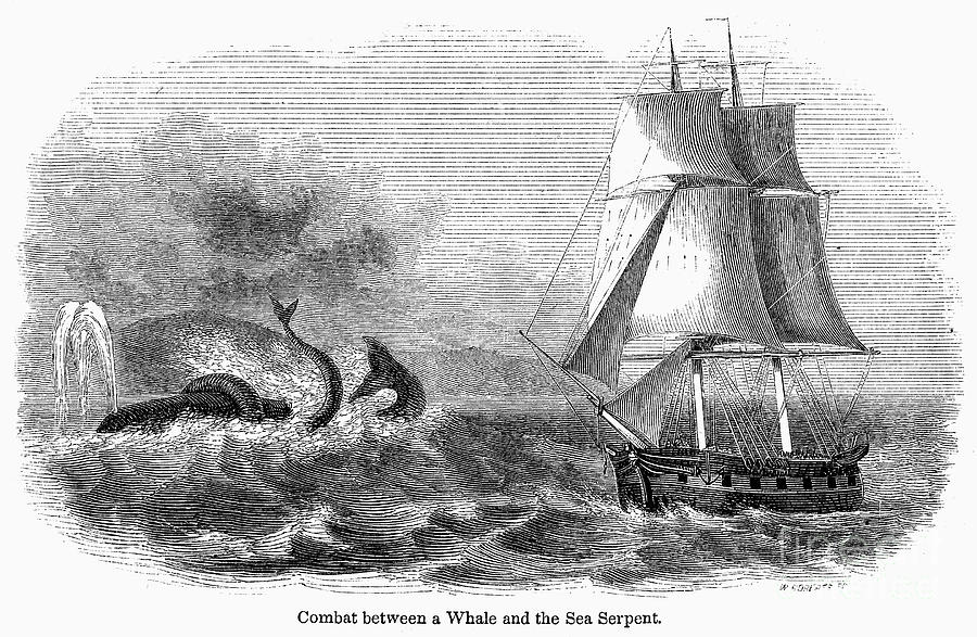 Whale And Sea Serpent Photograph by Granger Whale And Sea Serpent Photograph by Granger