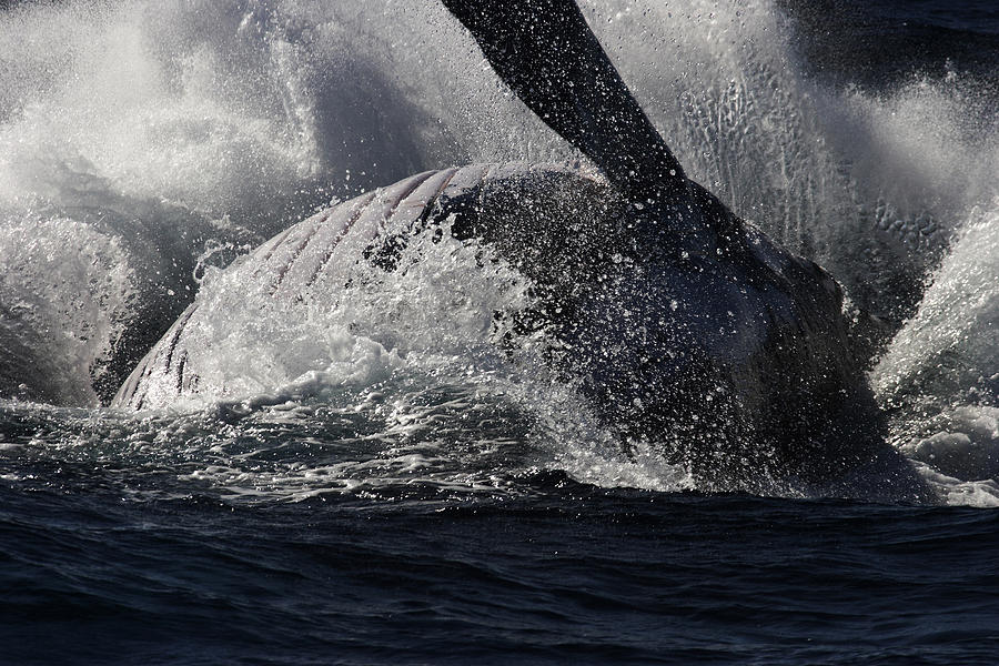 Whale Photograph - Whale Broaching by Noel Elliot