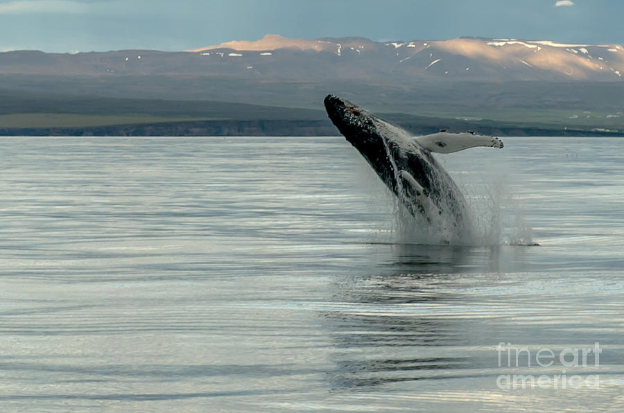 Whale Jumping Photograph by Jorgen Norgaard