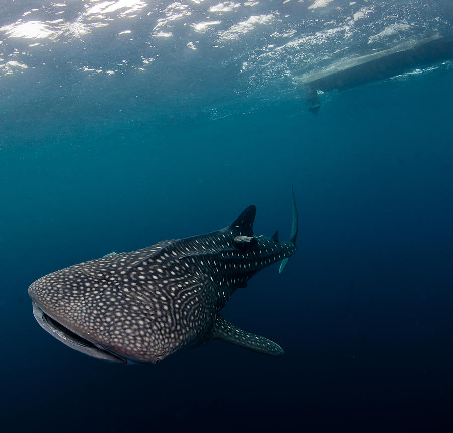 Animal Photograph - Whale Shark And The Boat by Paul Cowell