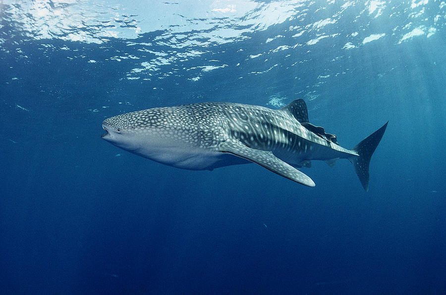 Whale Shark Cocos Island Photograph by Flip Nicklin