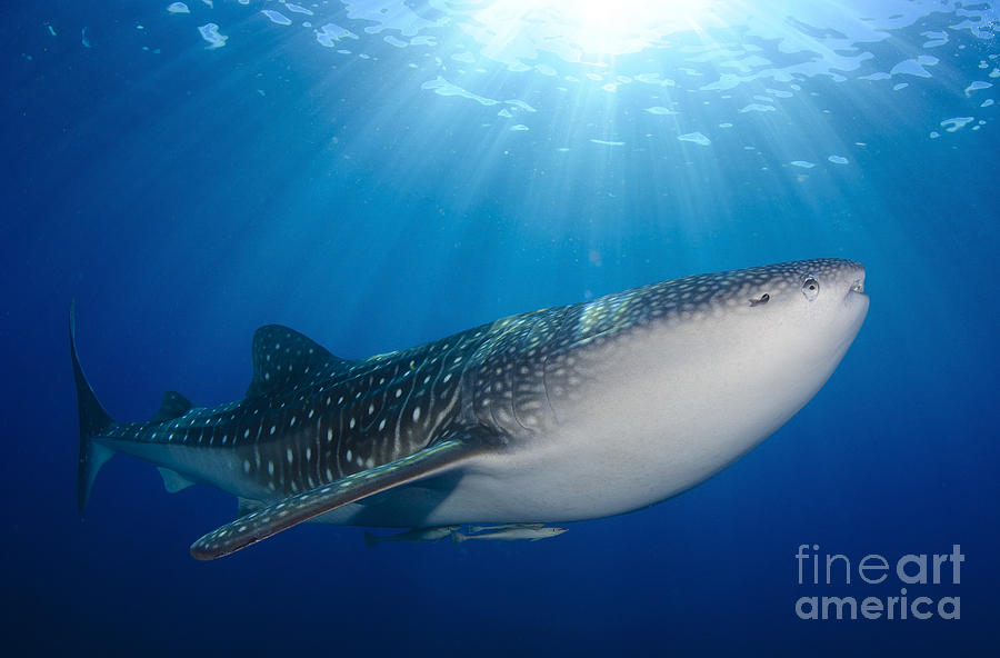 Wildlife Photograph - Whale Shark Feeding Under Fishing by Steve Jones