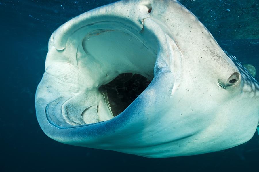 Whale Shark Mouth Photograph By Alexis Rosenfeld