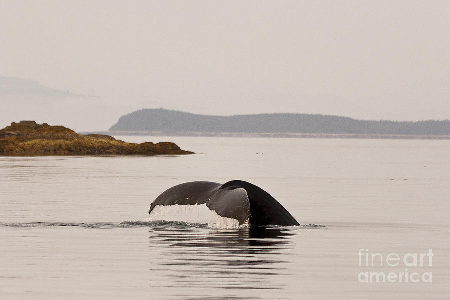 Fish Photograph - Whale Tail by Darcy Michaelchuk