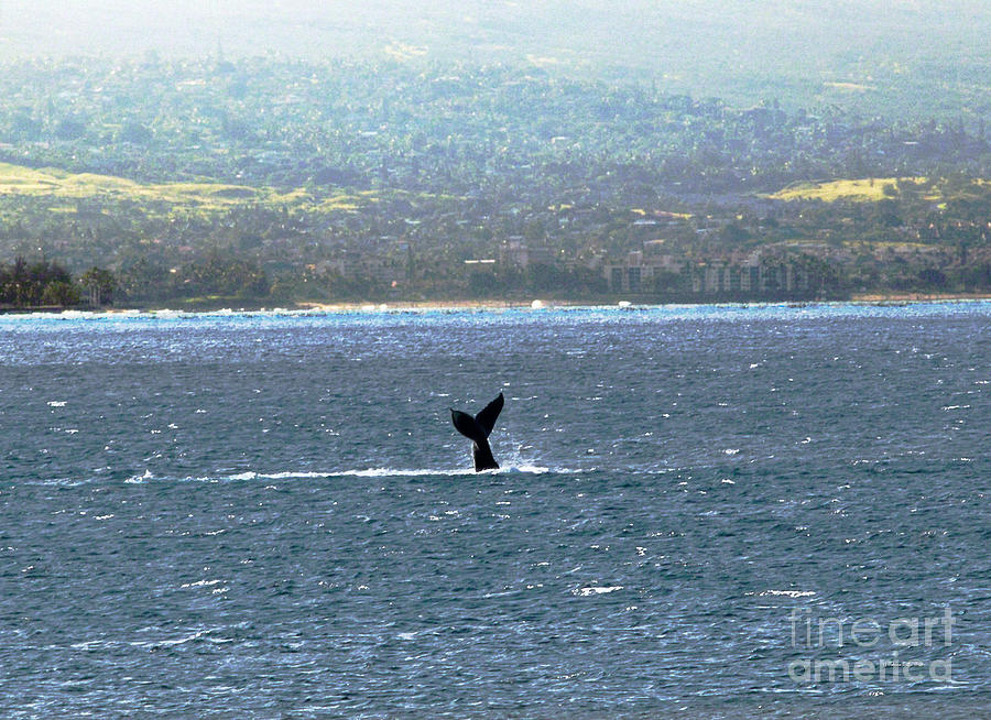 Whale Tail I Photograph by Patricia Griffin Brett