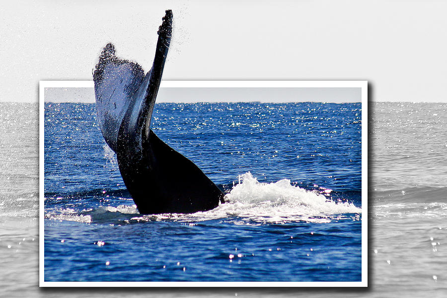 Whale Tail Photograph by Jean Noren