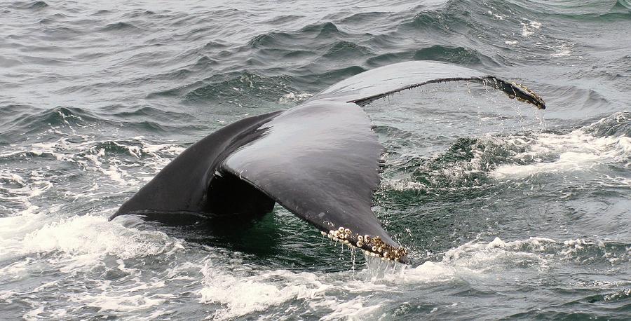 Whale Tale Photograph