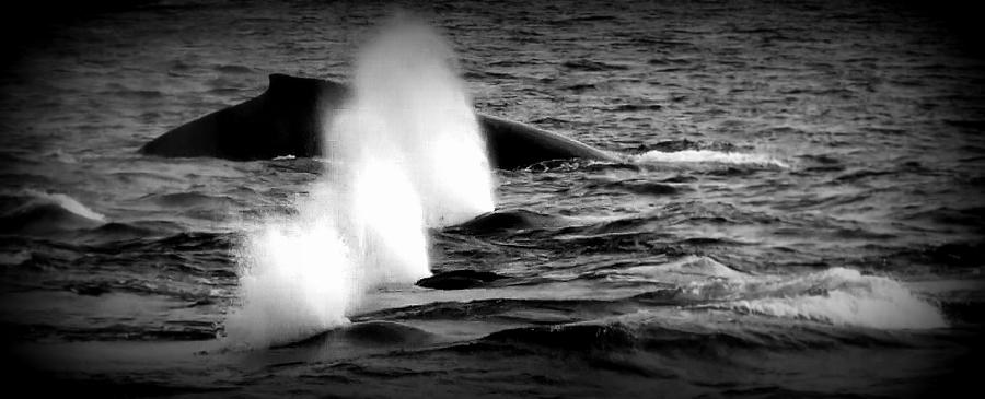 Whales Abeam Ship Photograph by Susan Stephenson