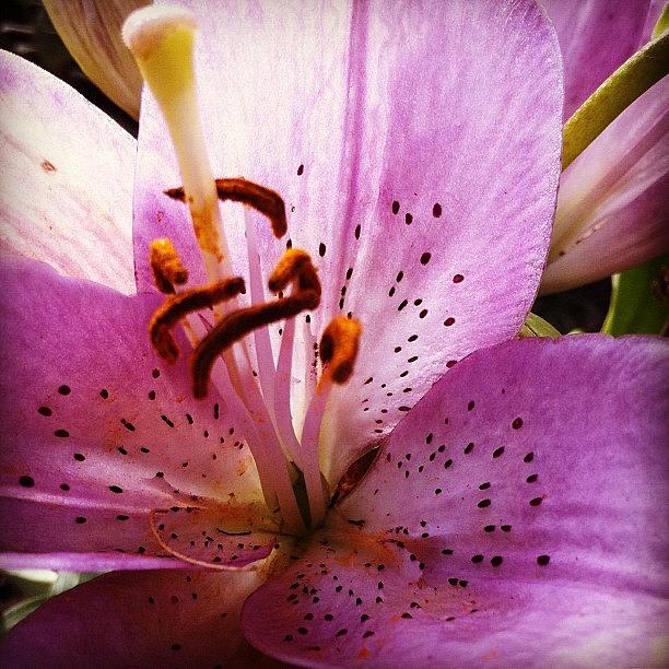 Lily Photograph - What A Big Stamen You Have! #macro by Robyn Padden