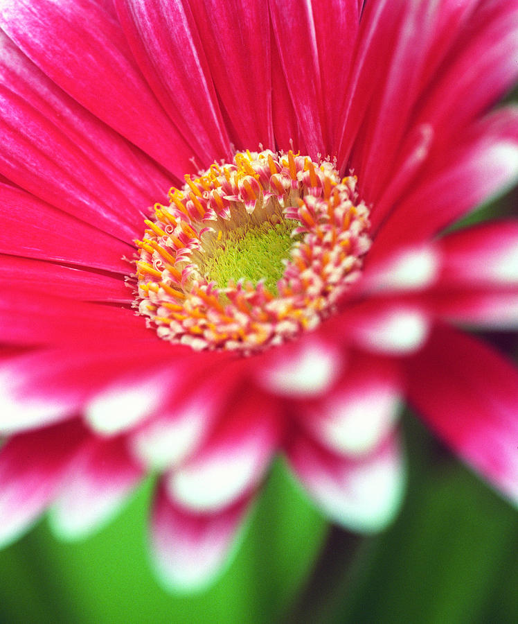 Flower Photograph - What a Daisy by Kathy Yates