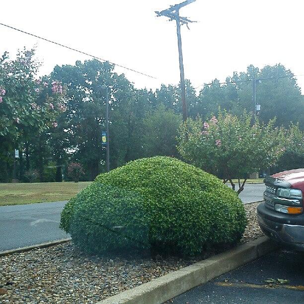 What A Funny Way To Trim A Bush Photograph by Stevie Duvall