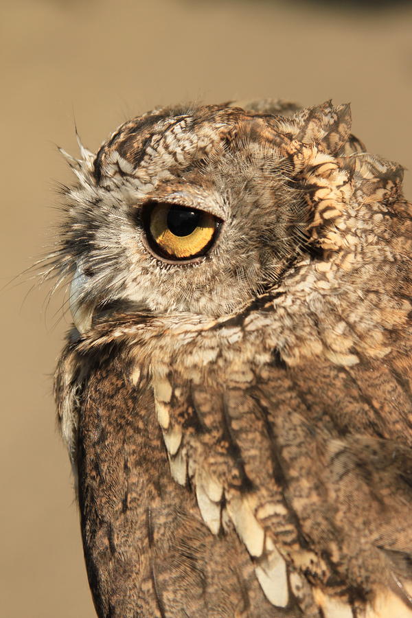 What a Hoot Photograph by Laddie Halupa