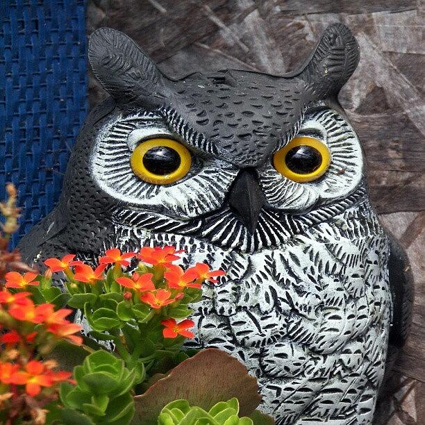 Owl Photograph - What A Hoot #owl #owls #af #bird #birds by Daryl Macintyre