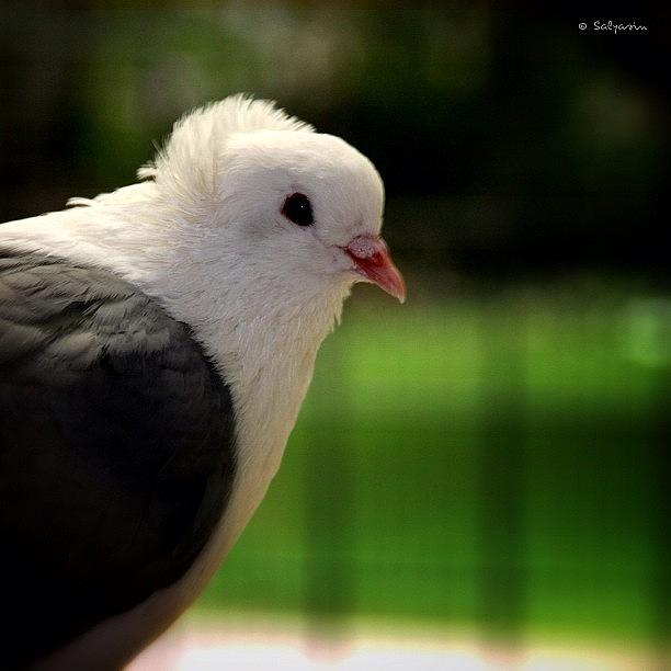 Nature Photograph - What A Lovely hairstyle This  Dove by Sylvia Kepler-Albert