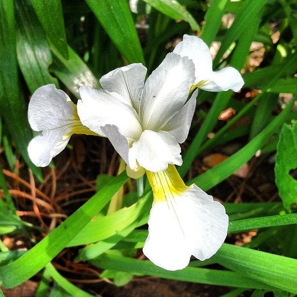 What A Surprise! White Day Lily. I Photograph by Michael Krajnak