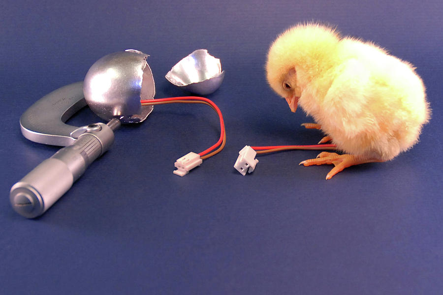 Chicken Photograph - What am I by John Banegas Chicken Photograph - What am I by John Banegas