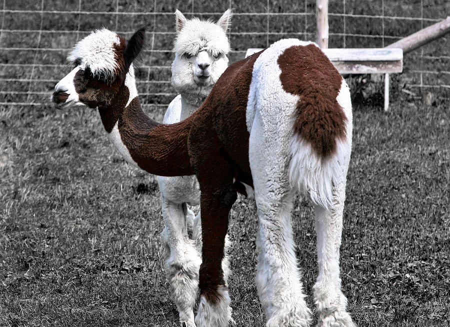 Llama Photograph - What Are You Looking At by Burney Lieberman