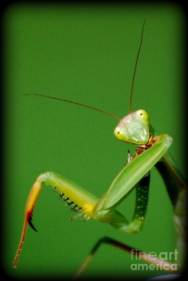 Praying Mantis Photograph - What Are YOU Looking At by Lila Fisher-Wenzel