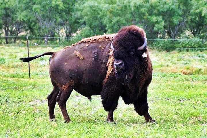Bison Photograph - What Did You Say by Monica Wheelus