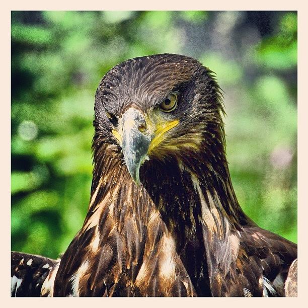 Eagle Photograph - what Do You Want?! #webstagram by Tanya Sperling