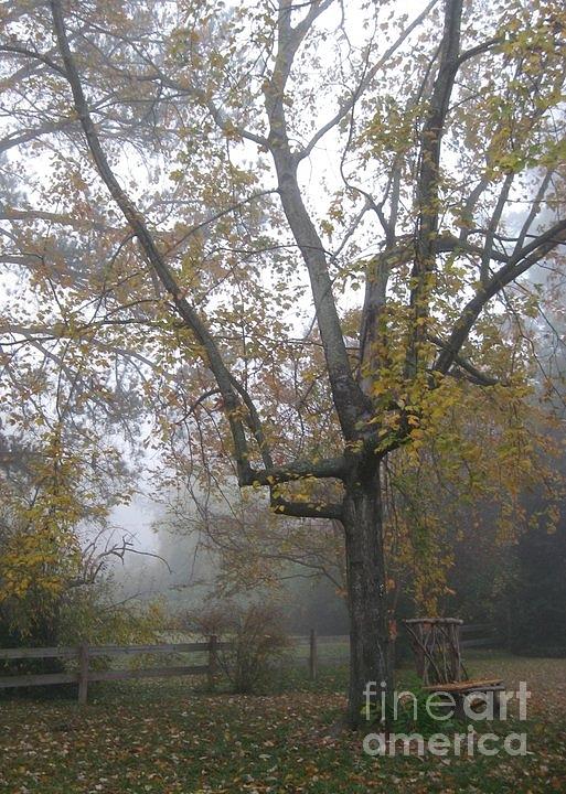 Tree Photograph - What I Saw  by Nancy Dole McGuigan