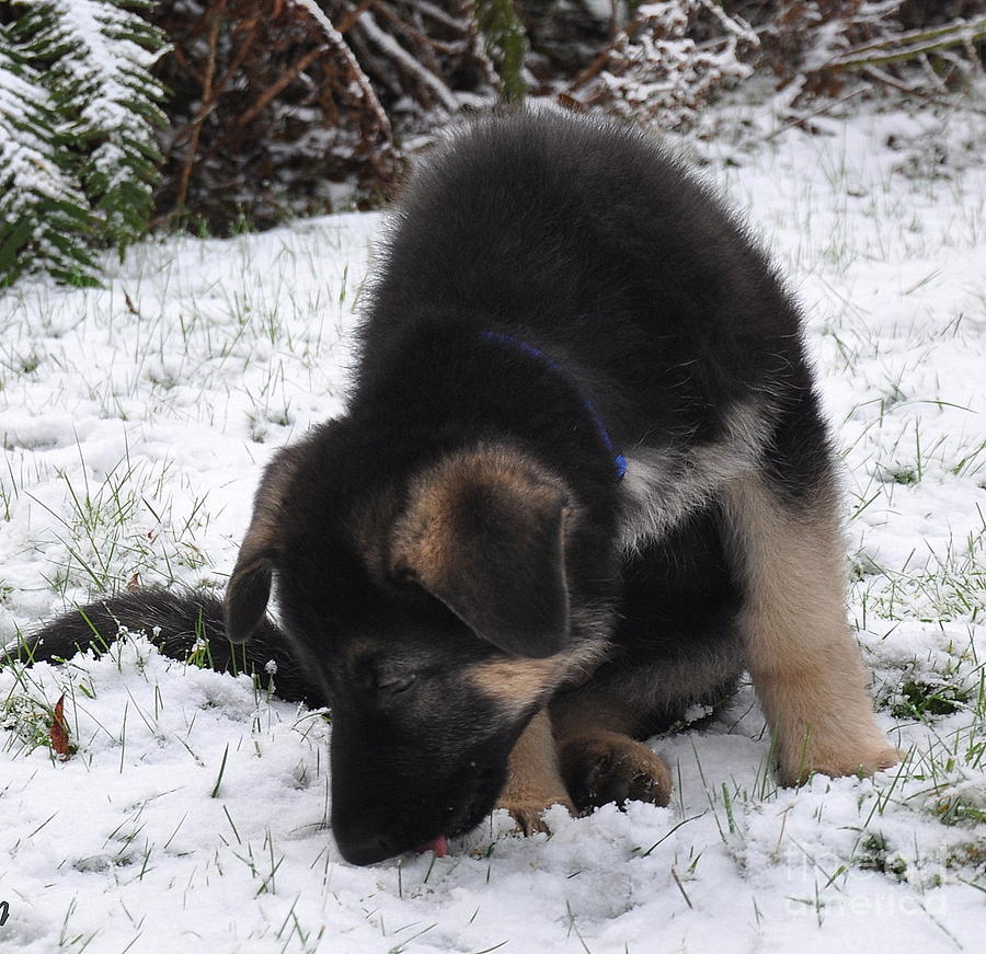 Dog Photograph - What Is The Taste Of Snow by Tatyana Searcy