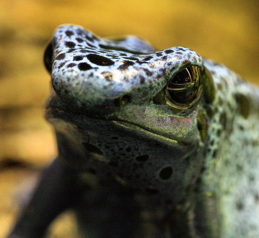 Frog Photograph - What  by JC Findley