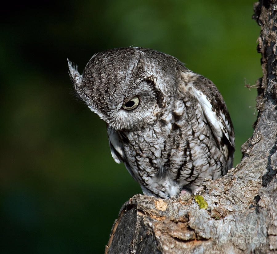 Owl Photograph - What? by Lisa Porier
