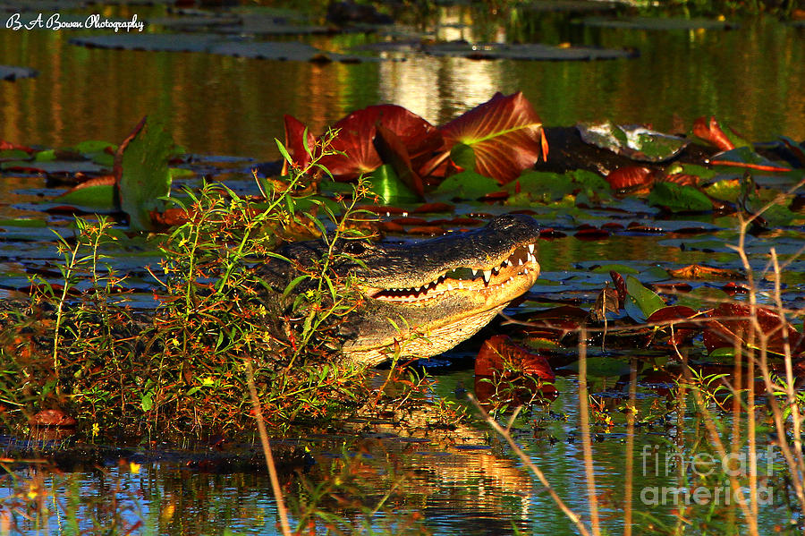 What lurks on the swamp Photograph by Barbara Bowen