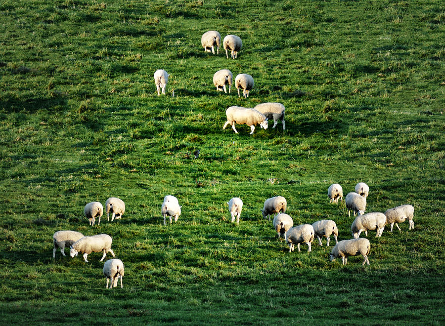 Sheep Photograph - What the Flock by Bill Cannon