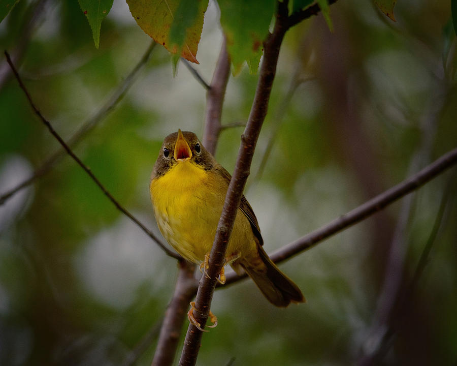 Bird Photograph - What Warblers Do by Sue Capuano