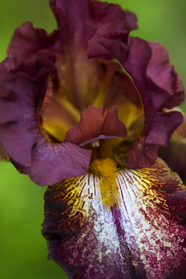 Whats All The Buzz About Iris Photograph by Kathy Clark