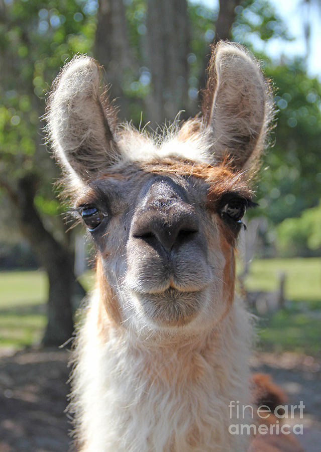 Llama Photograph - Whats Up by Dodie Ulery