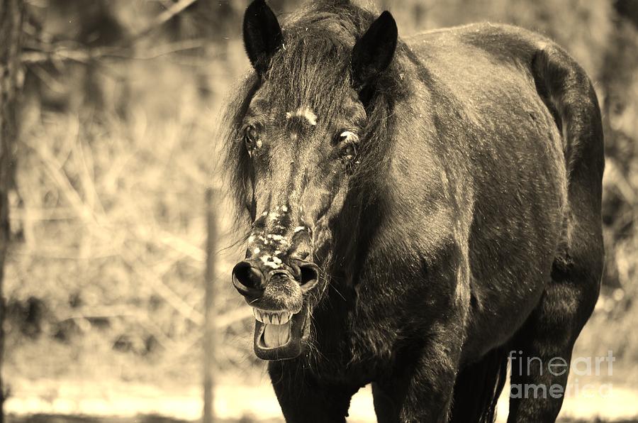 Horse Photograph - Whats Wrong With My Face by Lynda Dawson-Youngclaus