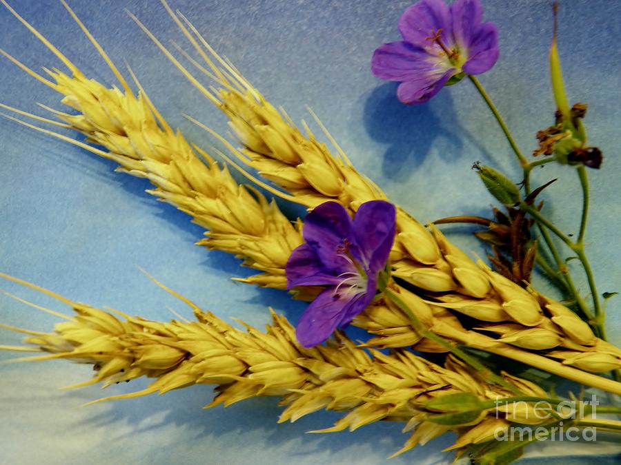 Wheat and Blue Flowers Photograph by Judy Via-Wolff