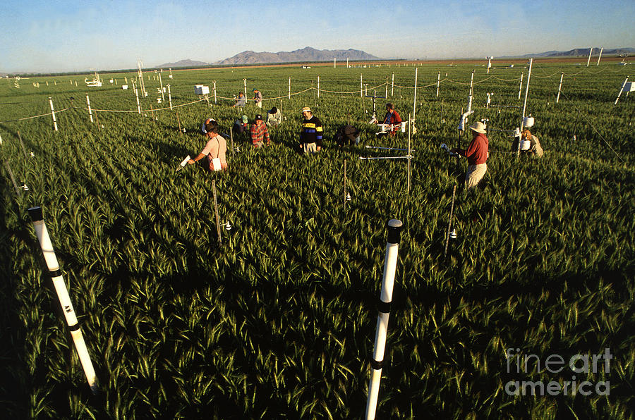 Farm Photograph - Wheat And Elevated Carbon Dioxide by Science Source
