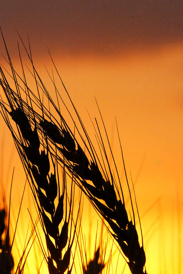 Wheat at Sunset Photograph by Alan Hutchins