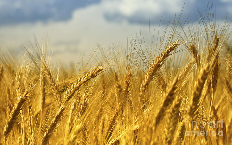 Wheat Background Photograph by Gualtiero Boffi