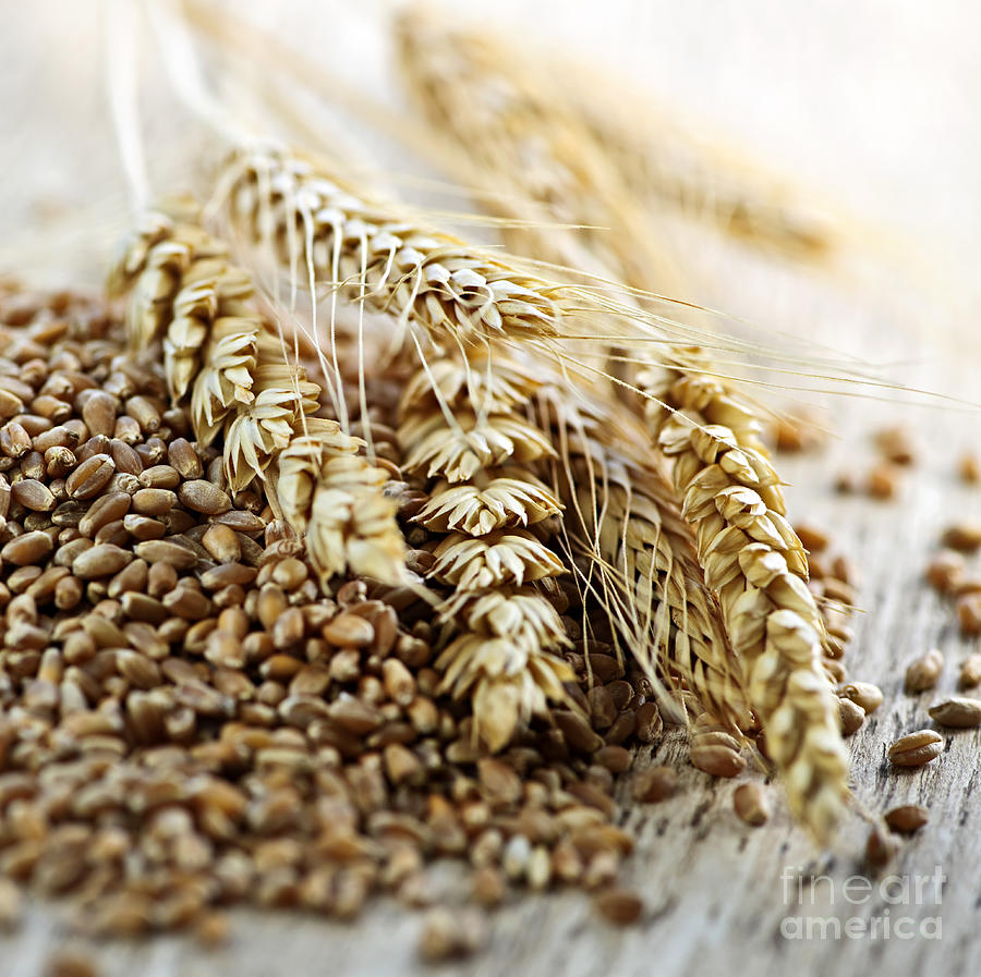 Cereal Photograph - Wheat ears and grain 4 by Elena Elisseeva